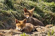 Red fox cub/cubs in nature