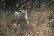 White Lion