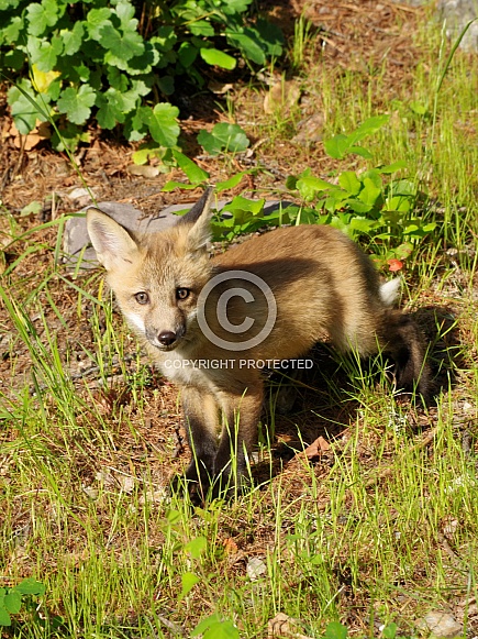 Red fox kit