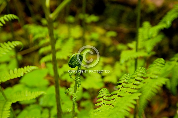 Lady Fern (Athyrium filix-femina)