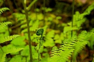 Lady Fern (Athyrium filix-femina)