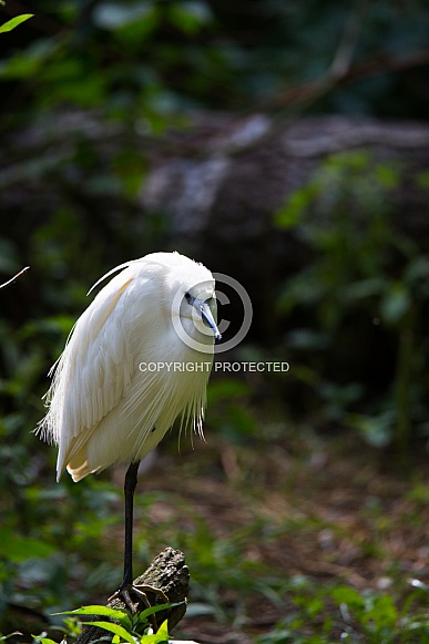 Little egret