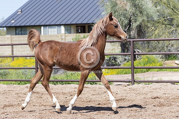 Arabian horse trotting around an arena