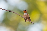 Anna's Hummingbird, Calypte anna