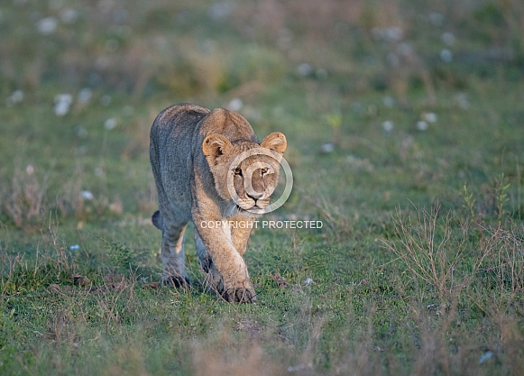 Teenage lion walking through the grass