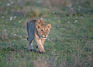 Teenage lion walking through the grass