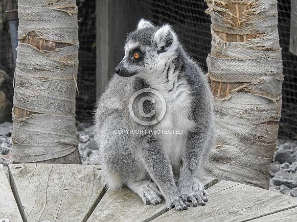 Ring-tailed Lemur
