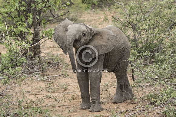 African Elephant