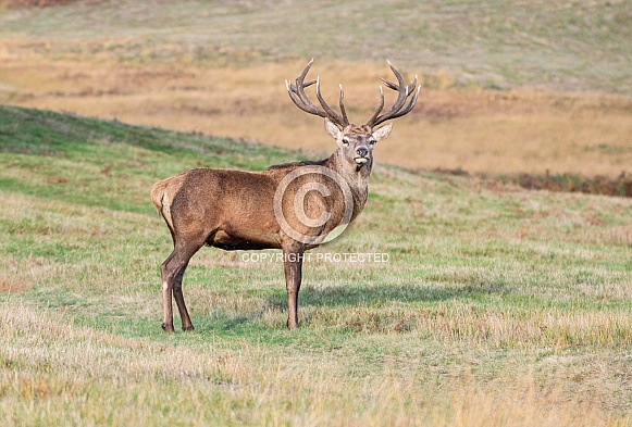Red Deer Stag