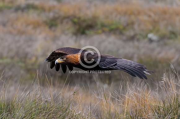 Eagle-Golden Eagle Eagle-Golden Eagle