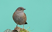 Dunnock
