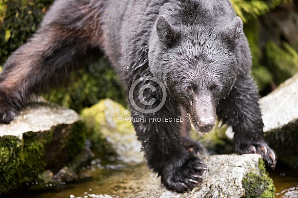 Black Bear (wild) Black Bear (wild)