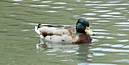 Male mallard duck swimming