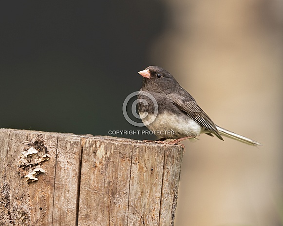 Adult Male Dark-eyed Junco in Alaska