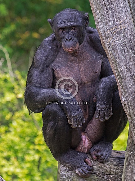 Bonobo (Pan paniscus)