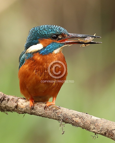 Kingfisher