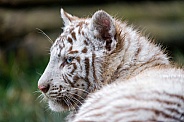 WhiteTiger Cub