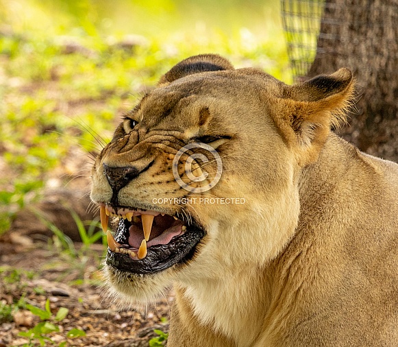 Female African Lions Female African Lions