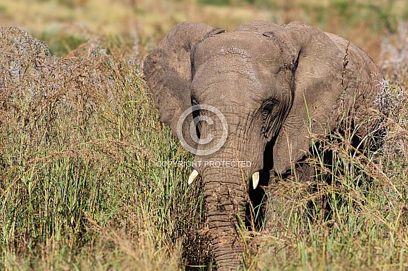 Young elephant bull