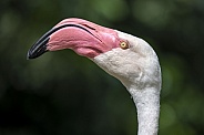 greater flamingo (Phoenicopterus roseus)
