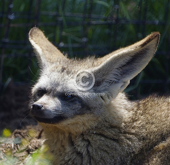 Bat Eared Fox