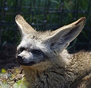 Bat Eared Fox