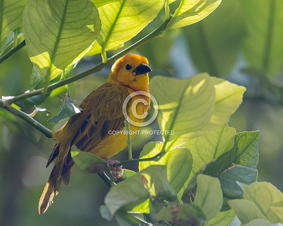 Taveta Golden Weaver Taveta Golden Weaver