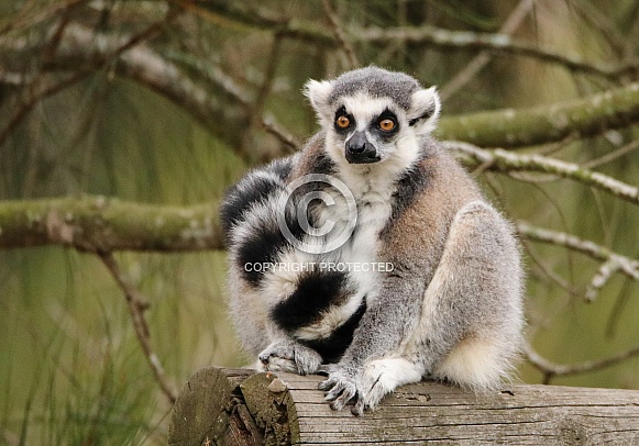 Ring-tailed Lemur