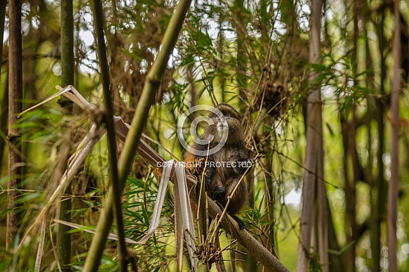 Wild and rare golden monkey