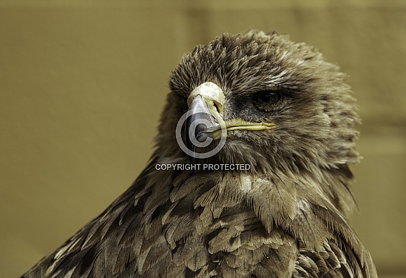 Tawny Eagle Close Up Looking Left