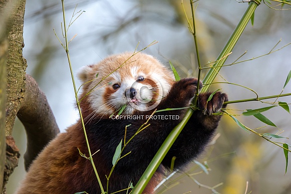 Red Panda
