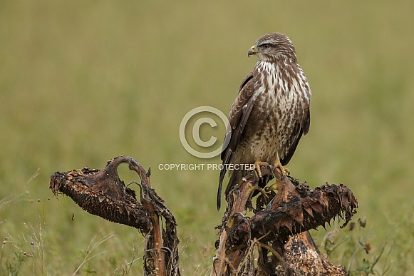 Eurasian Buzzard Buteo buteo