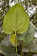 Large Leaf - Mindo Cloud Forest - Ecuador