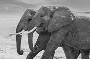 African Bush Elephant