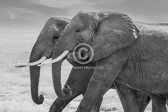 African Bush Elephant