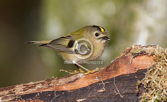 Goldcrest