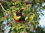 Chestnut-eared Aracari