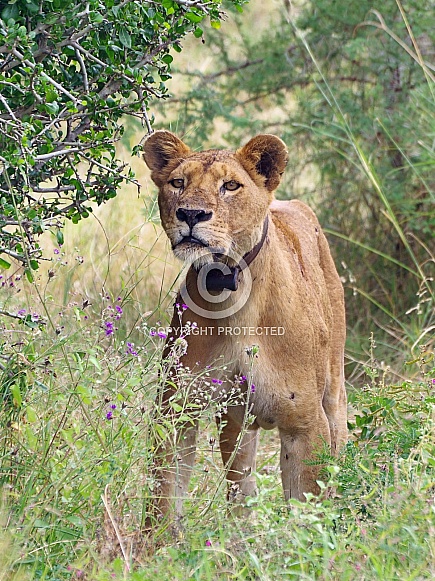 Lion, female Lion, female