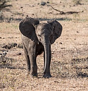 African Elephant