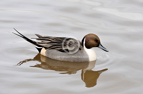 Male Pintail duck