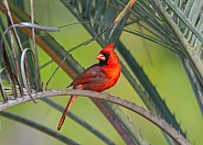 Male bright red northern Cardinal - Cardinalis cardinalis - perched on pindo palm tree from