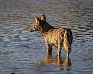 Coyote