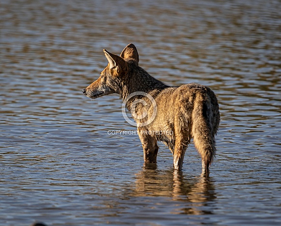 Coyote