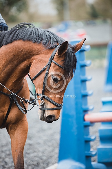 Bright Bay Thoroughbred Bright Bay Thoroughbred