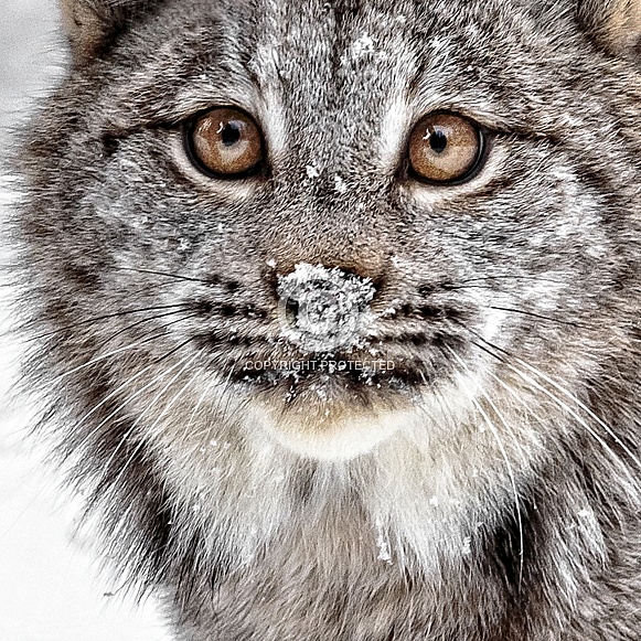 Canada Lynx-No Mouse This Time