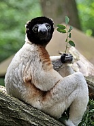 Crowned Sifaka