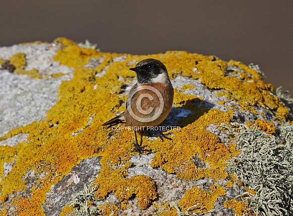 Stonechat Stonechat