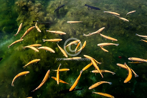 Yellow Koi Fish Yellow Koi Fish