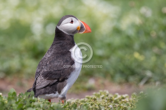 Puffin the birds from the arctic.