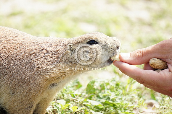 Prairie dog